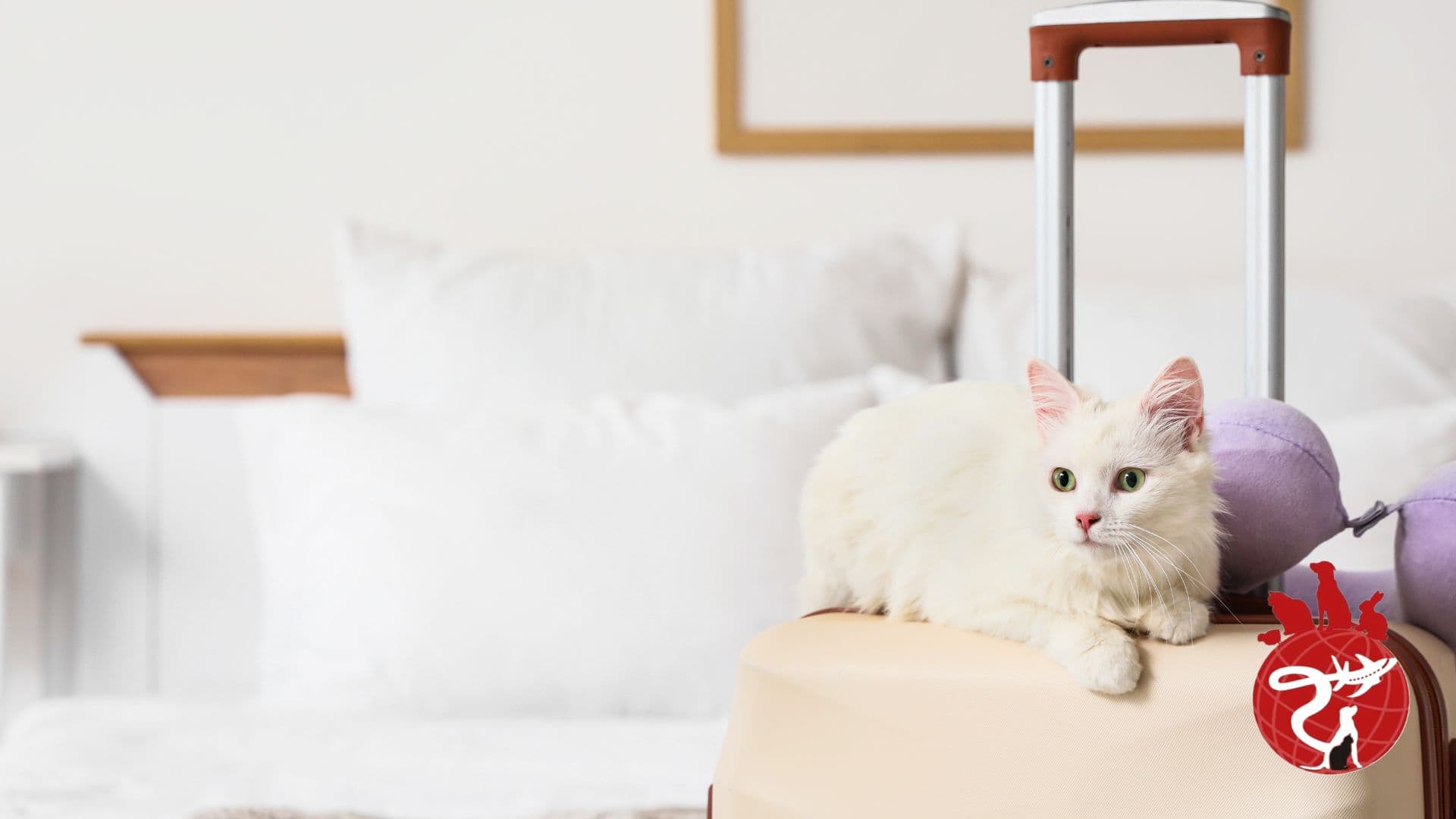 White cat resting on a travel suitcase